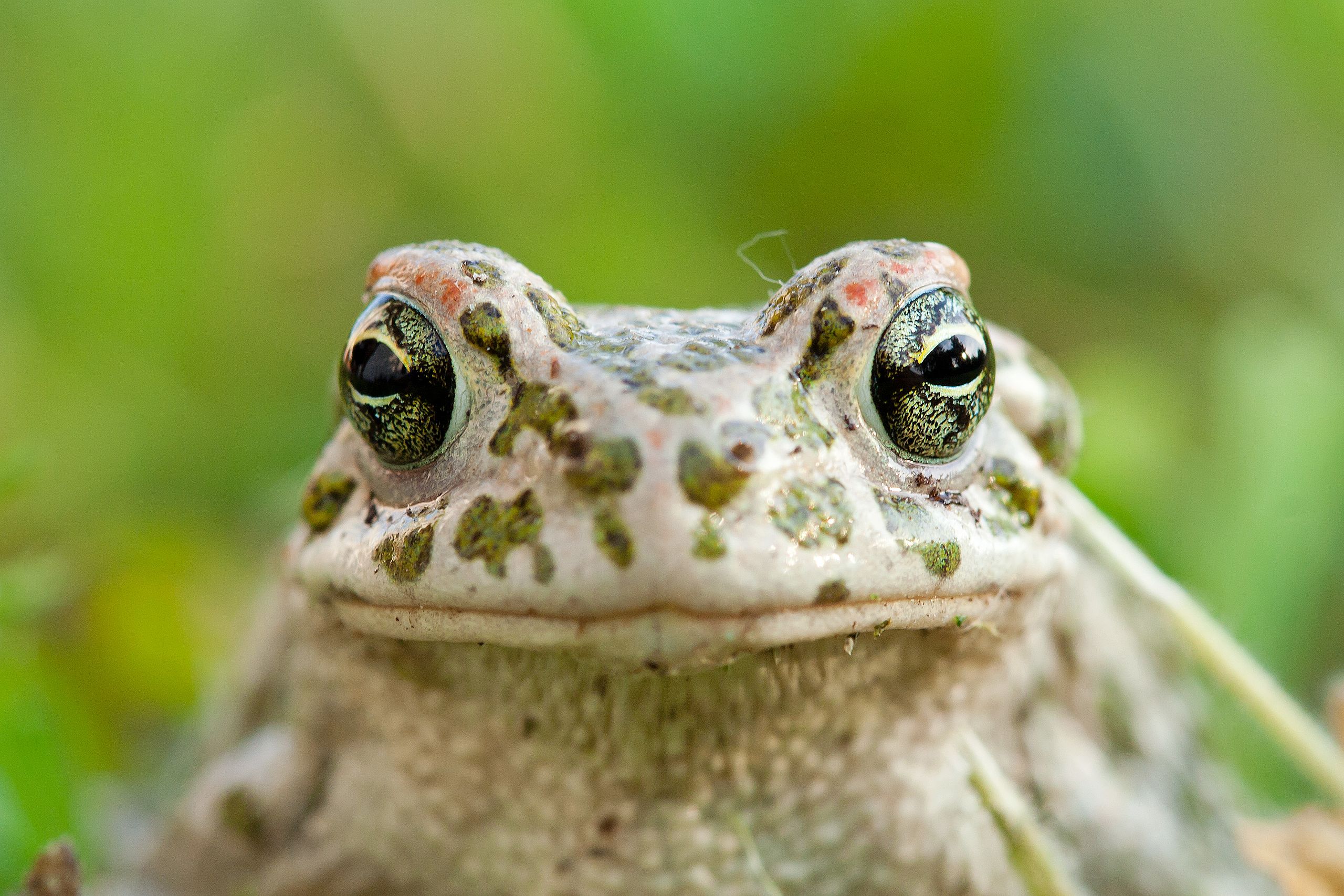 European green toad (<em>Bufotes viridis</em>)