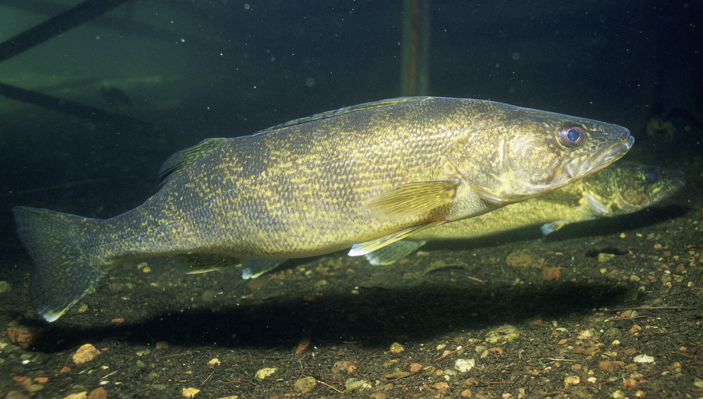 Walleye (<em>Sander vitreus</em>)