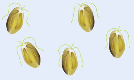 Golden Algae (<em><Prymnesium parvum/em>)